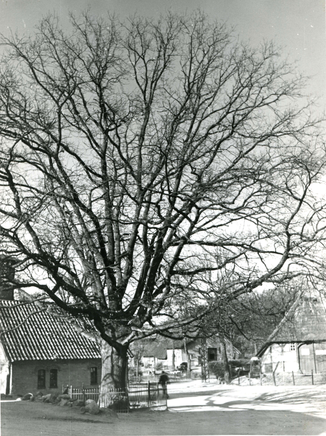 Friedenseiche von 1871, Museumsdorf Volksdorf